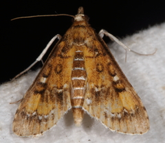 Niphograpta albiguttalis