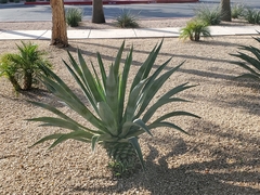 Agave