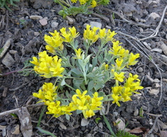Physaria bellii