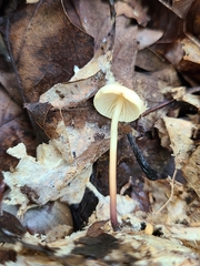 Marasmius delectans