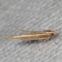 Pyroderces albistrigella