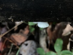 Crepidotus albissimus