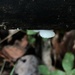 Crepidotus albissimus - Photo (c) Brian Hunt, osa oikeuksista pidätetään (CC BY), lähettänyt Brian Hunt