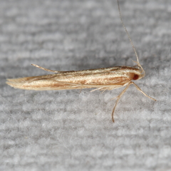 Pyroderces albistrigella