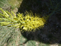 Stanleya pinnata pinnata
