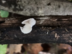 Crepidotus albissimus