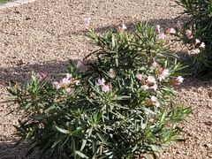 Nerium oleander