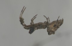 Uloborus plumipes