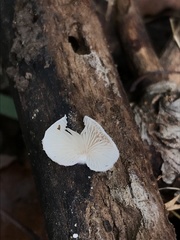Crepidotus albissimus