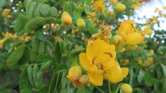 Senna pendula