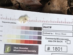 Crepidotus albissimus