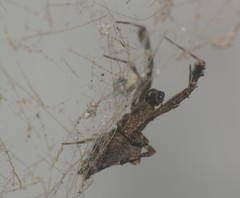 Uloborus plumipes