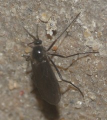 Insecta