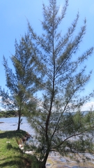 Casuarina equisetifolia