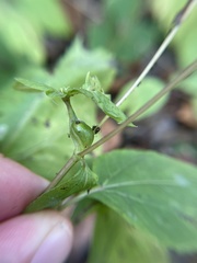 Asphondylia eupatorii
