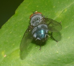 Calliphora vicina