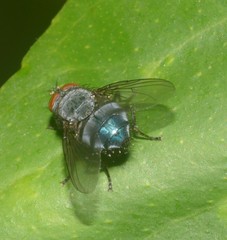 Calliphora vicina