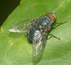 Calliphora vicina