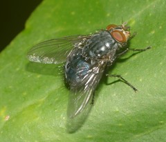Calliphora vicina