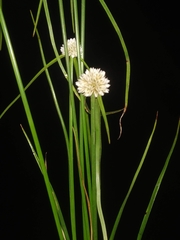 Cyperus