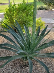 Agave