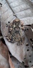Ingerophrynus divergens