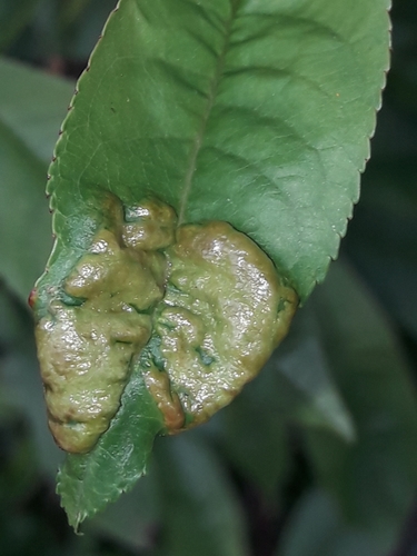 Peach Leaf Curl