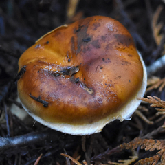 Phlegmacium variosimile