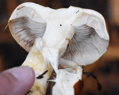 Phlegmacium variosimile