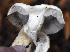 Phlegmacium variosimile