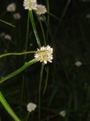 Cyperus