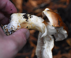 Phlegmacium variosimile