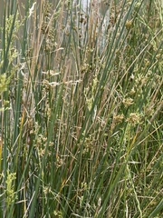 Juncus subsecundus