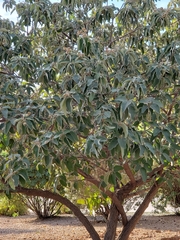 Magnoliopsida