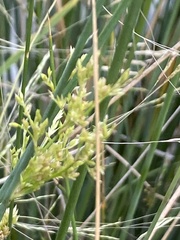 Juncus subsecundus