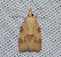 Cenopis saracana