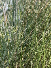 Juncus subsecundus