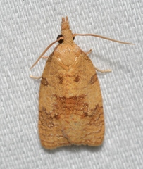 Cenopis saracana