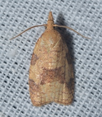 Cenopis saracana