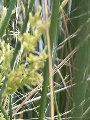 Juncus subsecundus