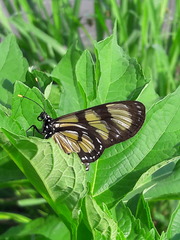 Methona themisto