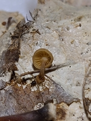 Marasmius delectans