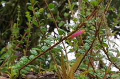 Columnea ovatifolia