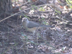 Baeolophus bicolor × atricristatus