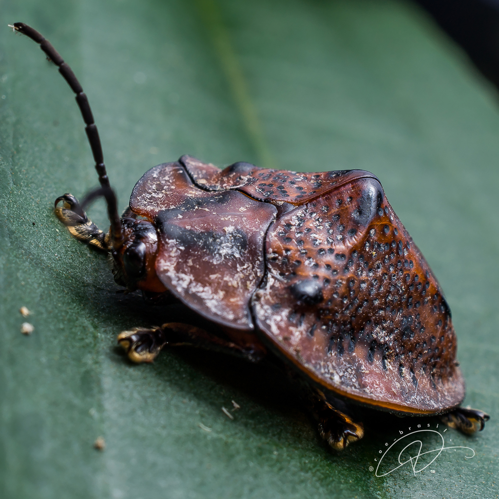 Cyclosoma fuscopunctata