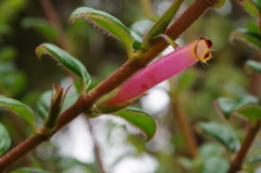 Columnea ovatifolia