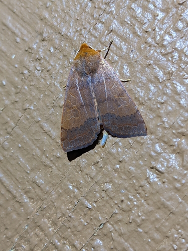 Southern Sallow