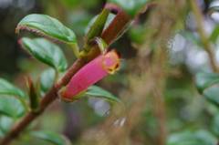 Columnea ovatifolia