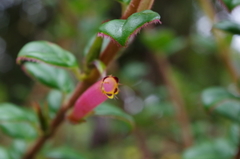 Columnea ovatifolia