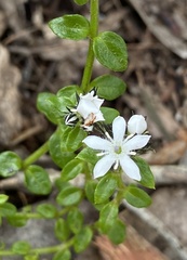 Orianthera serpyllifolia serpyllifolia